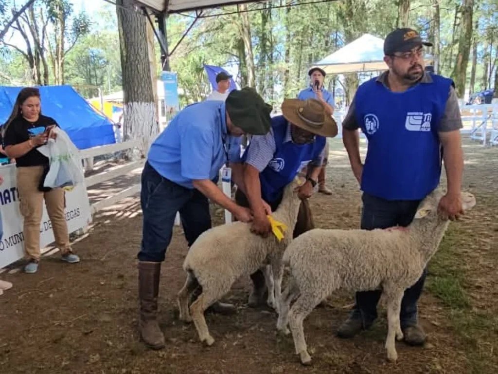 Feovelha movimentou R$ 1,2 milhão em negócios