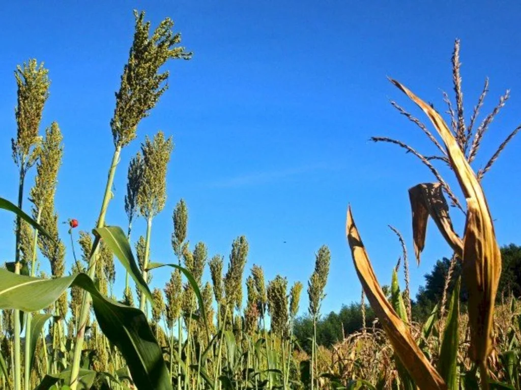 Pedidos para o Troca-Troca de Sementes podem ser feitos