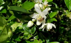 Armas e rádios comunicadores são apreendidos