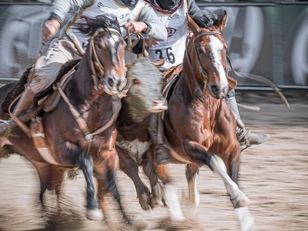 Égua de Bagé em segundo lugar na credenciadora ao Freio de Ouro