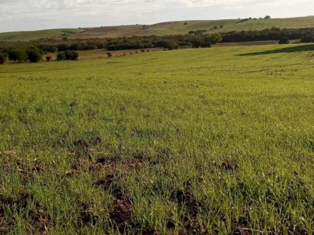 Excesso de chuva causa impacto na produção