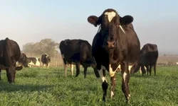 Mais de 1,7 mil animais foram comercializados em 2024