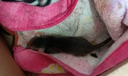 Unipampa apresenta experiências de inovação em encontro na Argentina