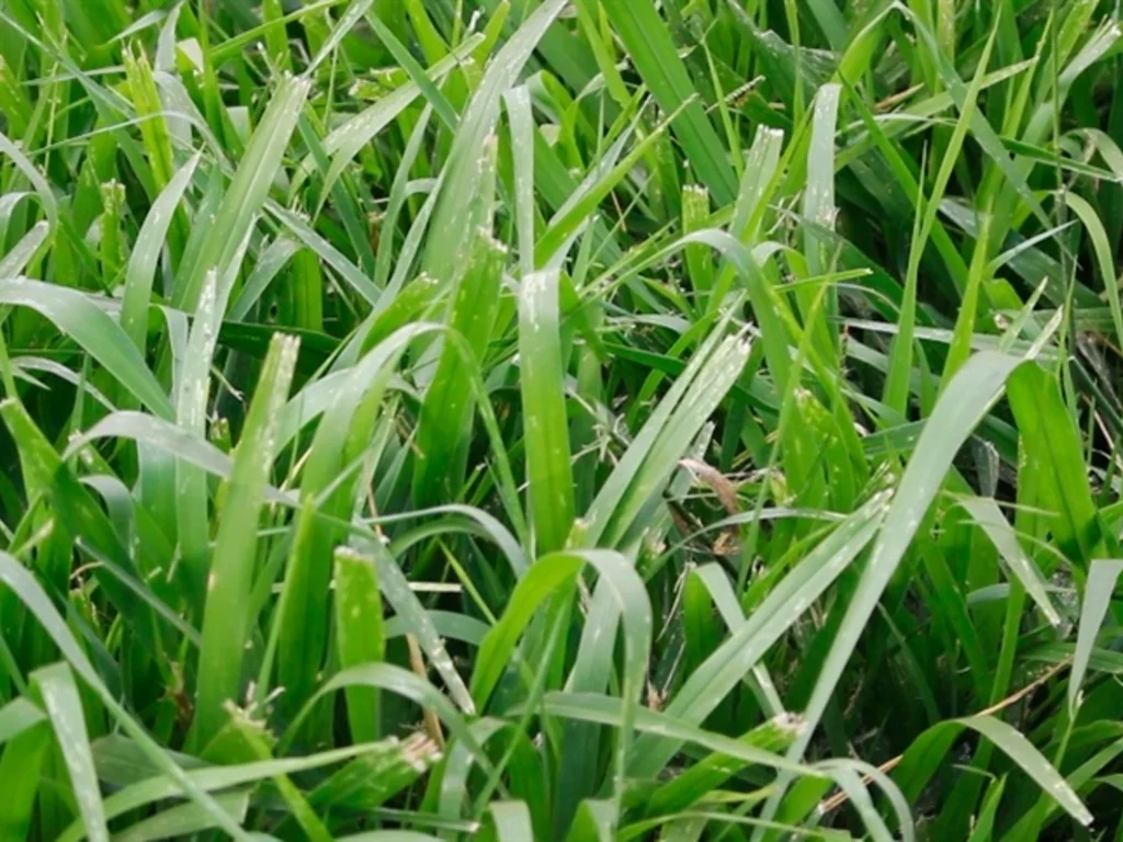 Profissional destaca aplicações de capim-annoni em nanotecnologia