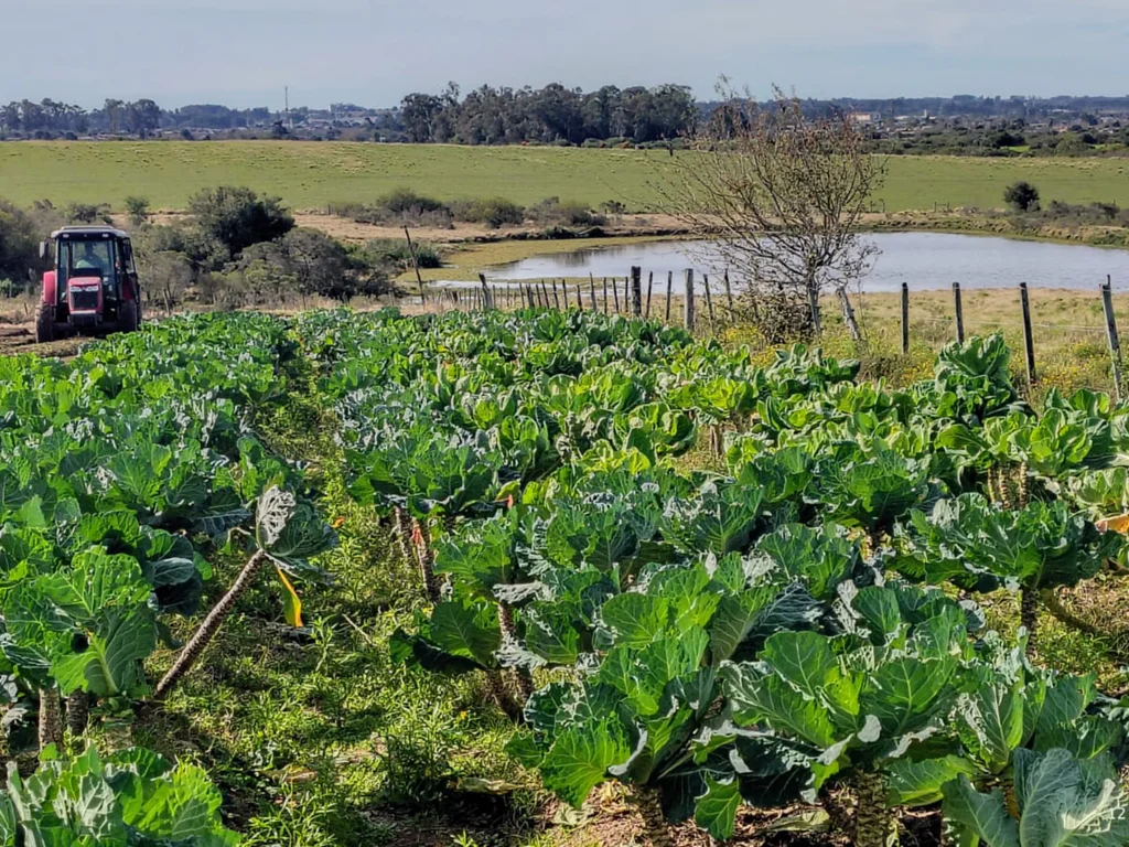 Programa beneficia agricultores familiares e fomenta produção saudável