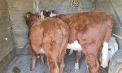 Operação Corpus Christi vai até domingo