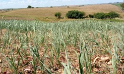 Ano de 2023 terá nove feriados nacionais e cinco pontos facultativos