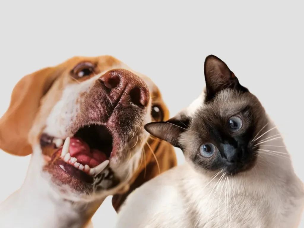 Alerta é para vacinação contra a raiva