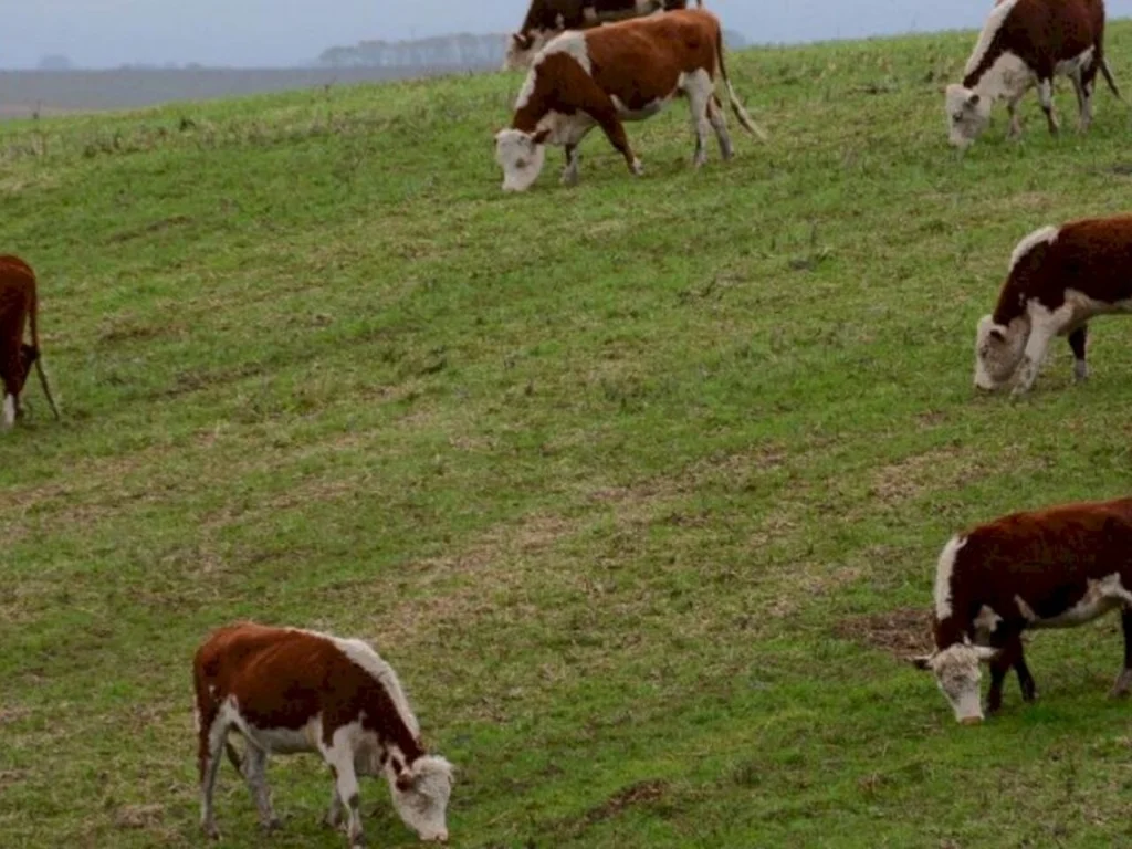 Reação do preço do boi gordo deve se manter