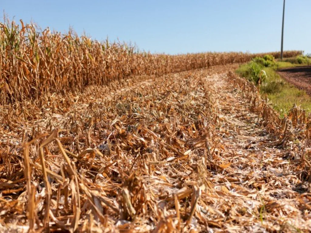 Quebra na lavoura do milho chega a 60% na região