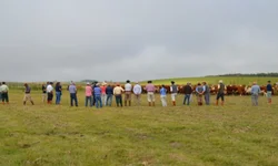 Amplia consumo de sêmen Angus produzido no país
