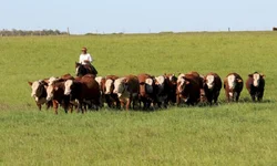 Médias da temporada de primavera devem crescer 20%