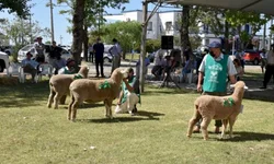 Feovelha começa nesta quinta-feira em Pinheiro Machado