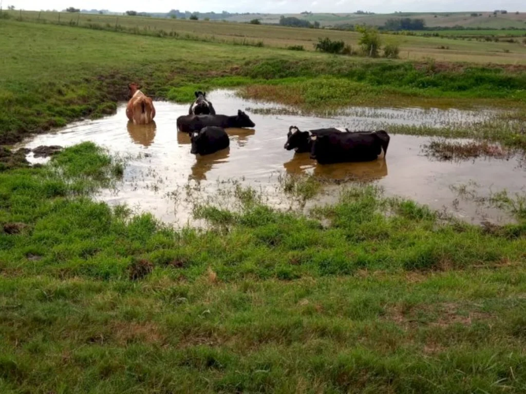 Falta de chuva compromete bacia leiteira e eleva custos