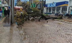 Associação Pró-Santa Thereza adquire móveis históricos