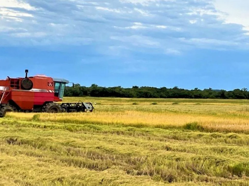 Região tem 2.300 hectares de lavouras de arroz perdidos