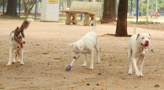 Estatuto dos Cães e Gatos avança no Senado