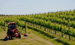 Safra Gaúcha de Grãos cai 8,9% mesmo com alta no arroz e milho