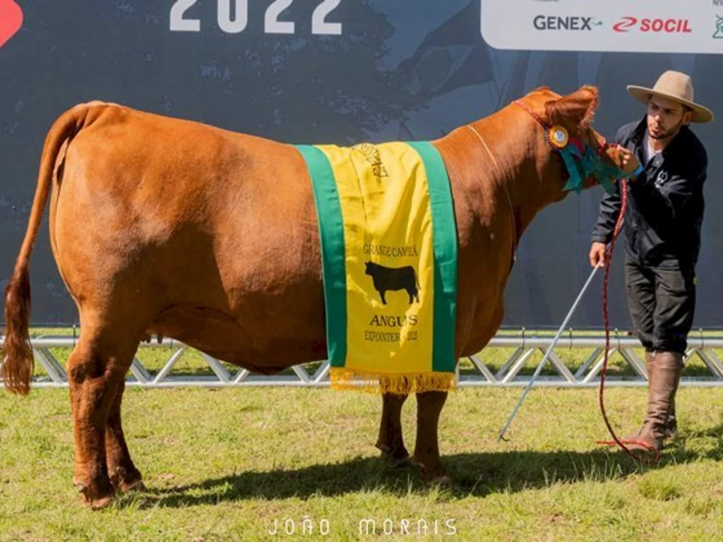 São Bibiano e Floripana vencem campeonato Angus