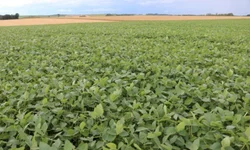 Emater estima redução da soja na região de Bagé