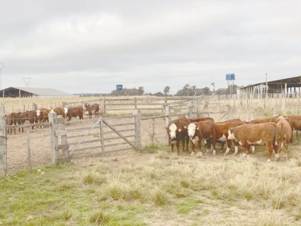 PampaPlus antecipa prazo