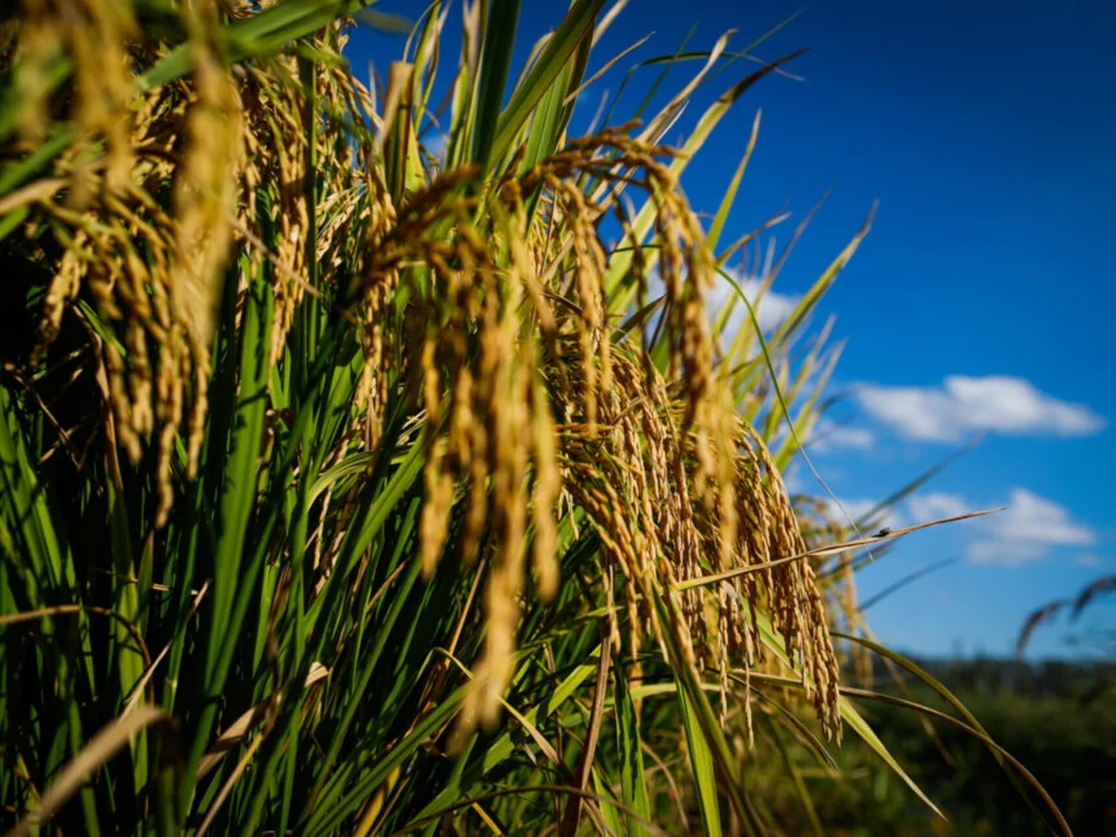Rio Grande do Sul deve reduzir área plantada de arroz