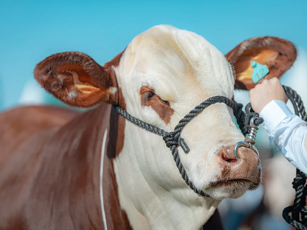 Abertas as inscrições para o 9º Congresso Mundial Braford