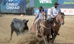 Morfologia do Cavalo Crioulo abre a temporada de finais