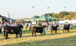 Prêmio valoriza produtores de leite