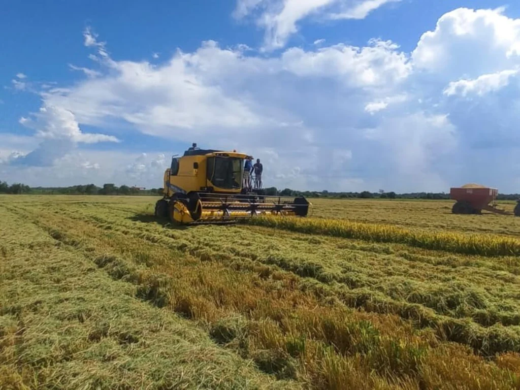 Colheita de arroz no Rio Grande do Sul alcança 14,69% da área semeada