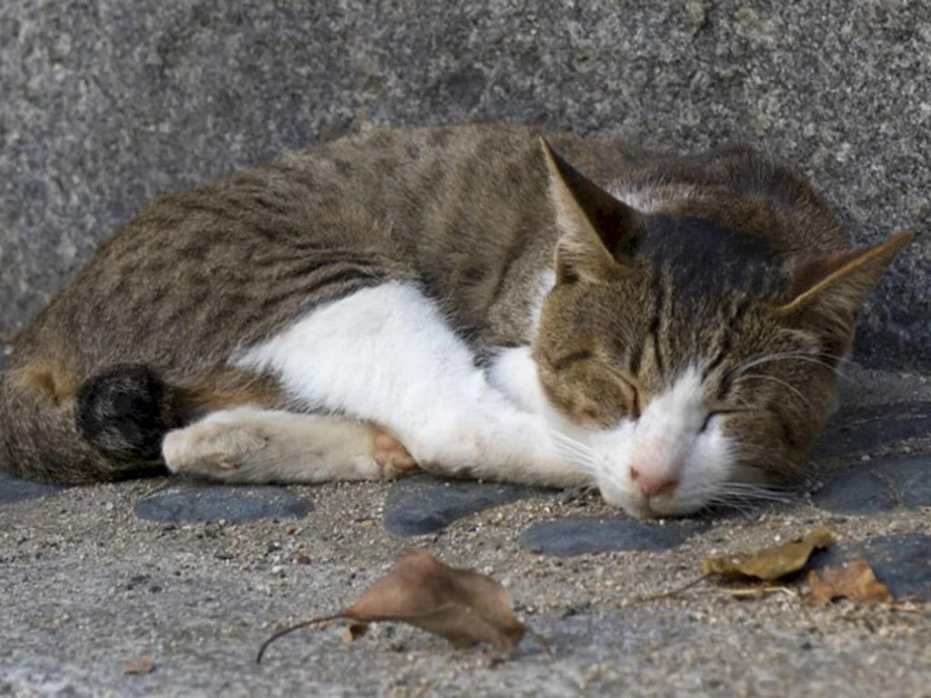 Inspetora diz que gatos podem estar sendo usados em rituais