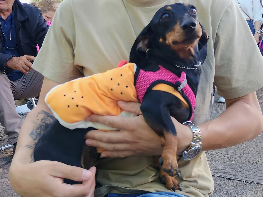 Evento celebra bem-estar animal e criatividade em concurso de fantasias