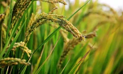 Colheita avança e oferta reduzida sustenta preços do arroz
