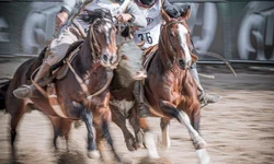 Finais do Cavalo Crioulo valorizam o trabalho dos domadores