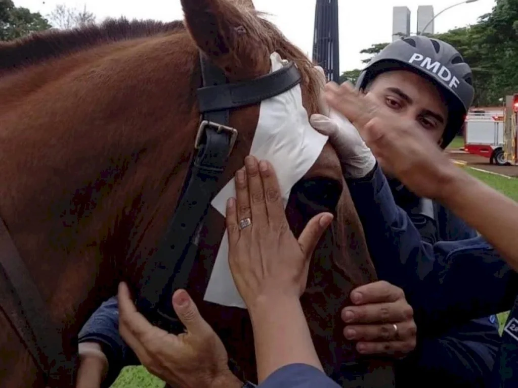 Proteção animal pede fim do uso de cavalos em confrontos