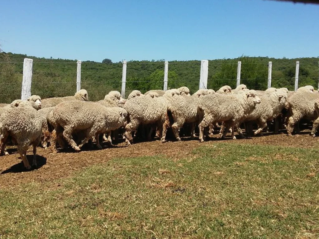 Dia da Lã tem debate sobre mercado e possibilidades