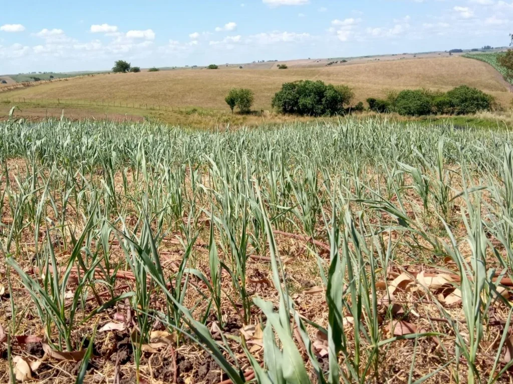 Estiagem já se mostra severa na região da Campanha