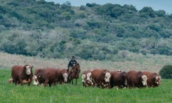 Mundial Braford terá julgamentos e palestras no Parque Assis Brasil