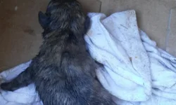 Um ano após o julgamento, qual a situação do processo?