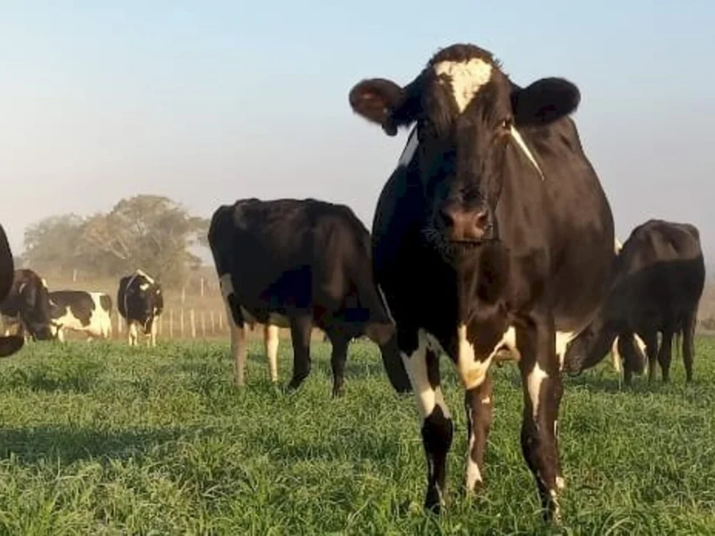 Estiagem provoca queda brusca na produção de leite