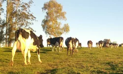 Assembleia aprova elevação de comarca de Bagé