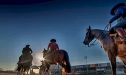 Finais do Cavalo Crioulo valorizam o trabalho dos domadores