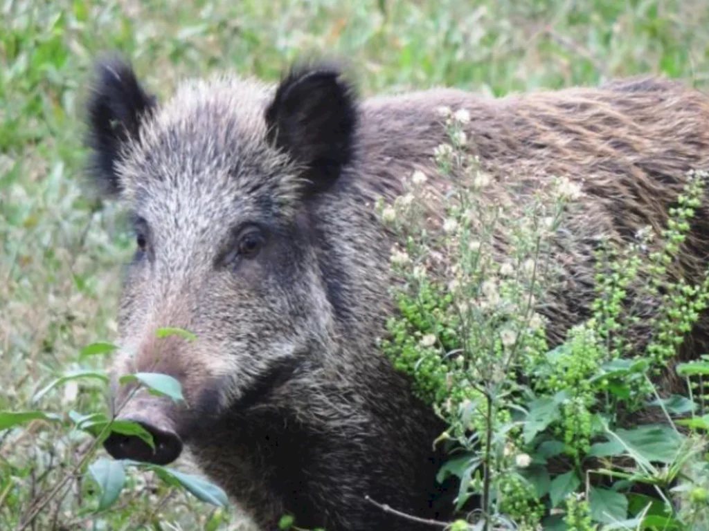 Capacitação para monitoramento está com inscrições abertas