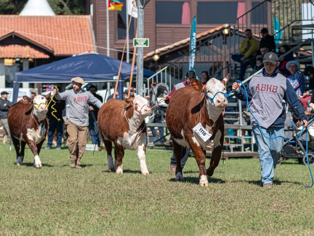 Hereford e Braford terão agenda intensa na 48ª Expointer