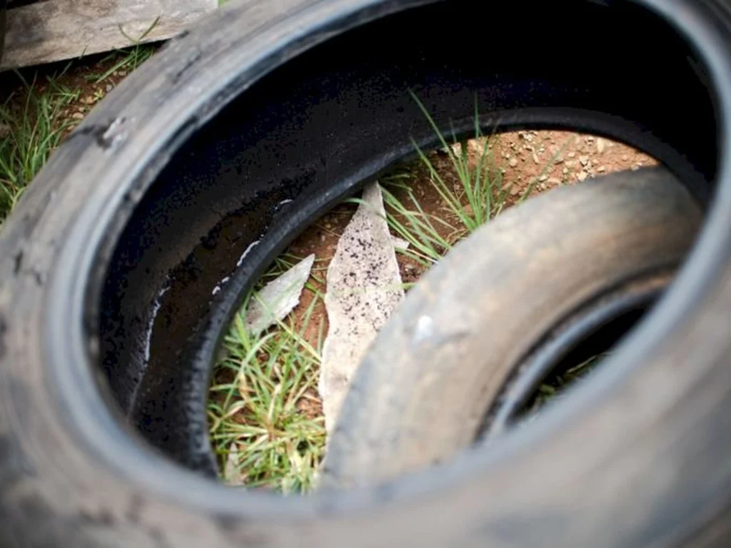 Campanha #XôMosquito busca combater criadouros