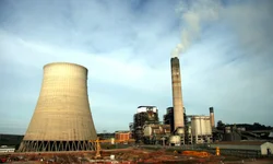 Carne de frango e ovos são seguros para consumo, enfatiza governo