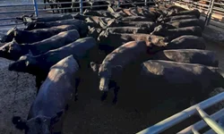 Temporada de leilões da raças Hereford e Braford  registra crescimento