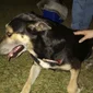 Cão comunitário é torturado com barra de ferro em Bagé