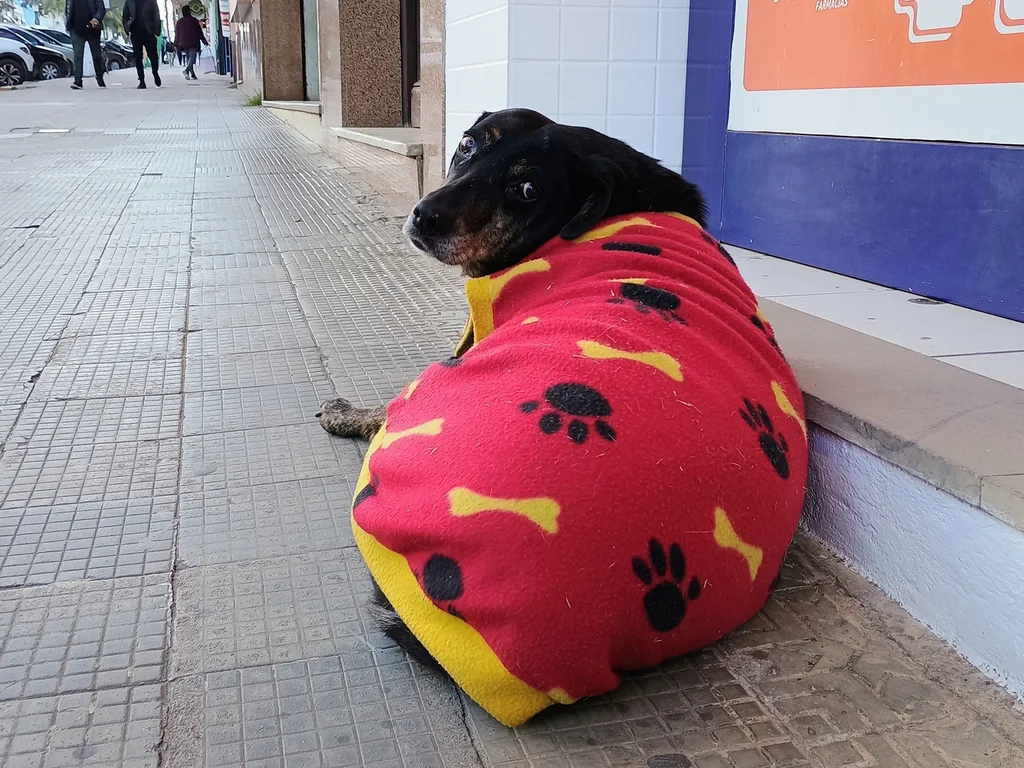 NBPA lança rifa para custeio de serviços