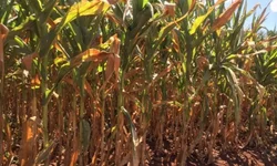 Dados apontam evolução das lavouras de grão